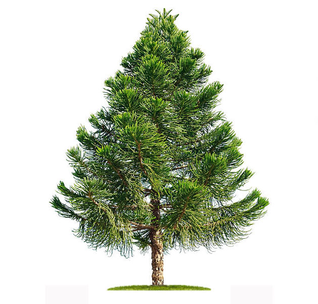 نهال کاج تهران